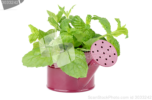 Image of Mint Leafs Bunch