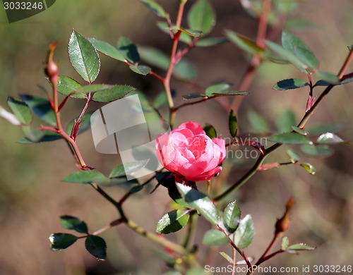 Image of Roses in the garden