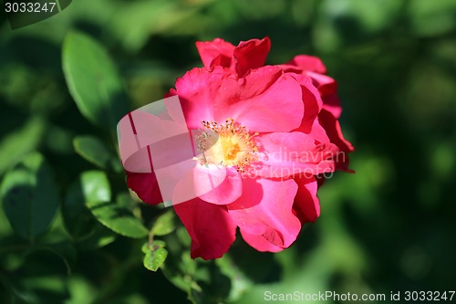 Image of Roses in the garden