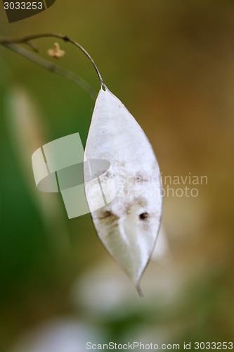 Image of autumn leaves