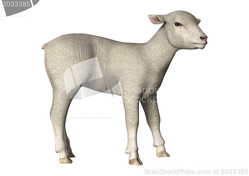Image of Lamb on White