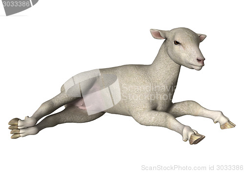 Image of Lamb on White