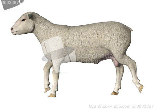 Image of Walking Sheep