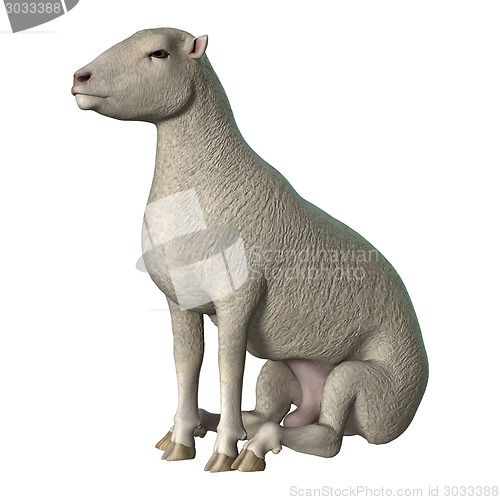 Image of Sheep on White