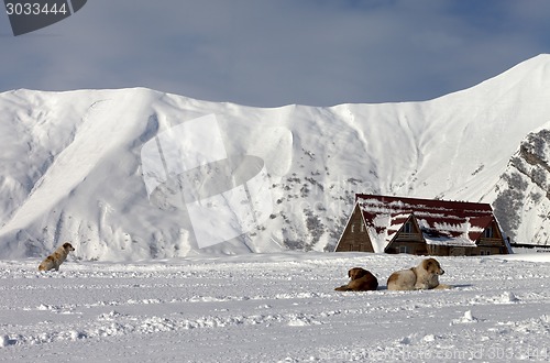 Image of Dogs on ski slope