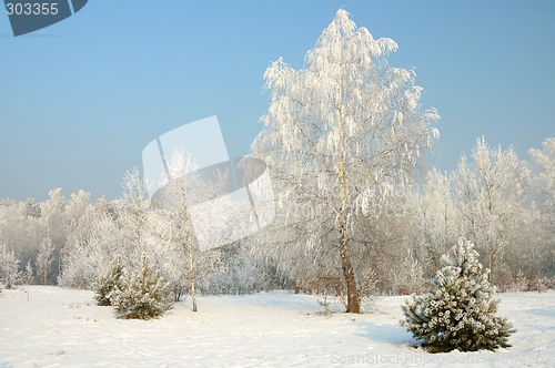 Image of Winter