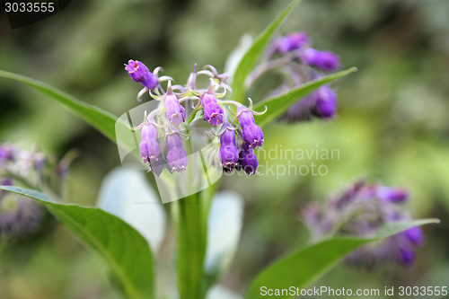 Image of Comfrey