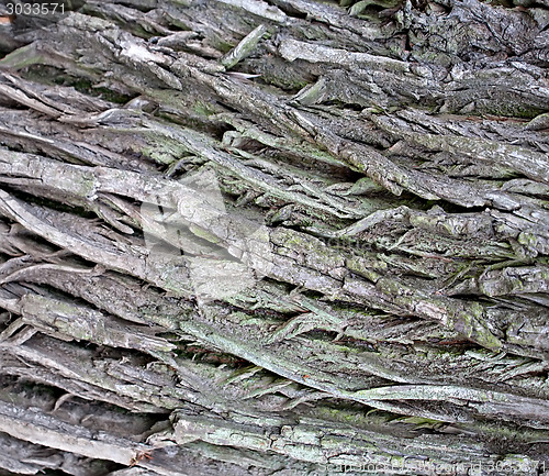 Image of tree bark texture closeup