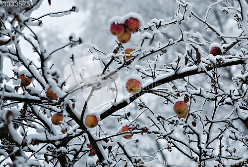 Image of frozen garden