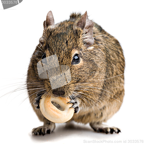 Image of hamster gnawing bake