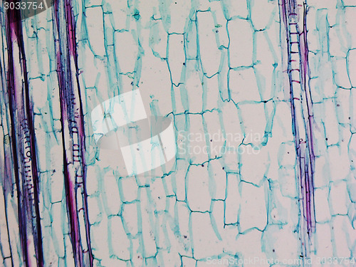 Image of Corn stem micrograph