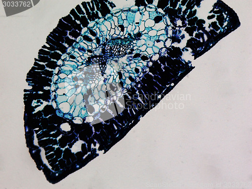 Image of Pine leaf micrograph