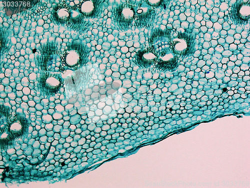 Image of Bamboo stem micrograph