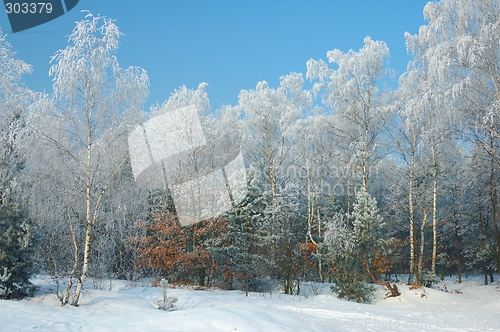 Image of Winter