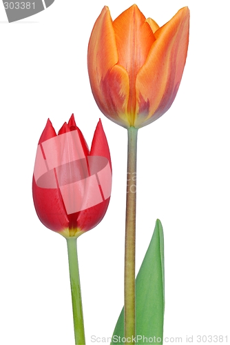 Image of Tulips