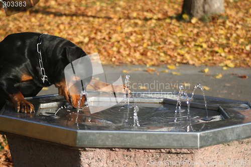 Image of Thirsty Dog