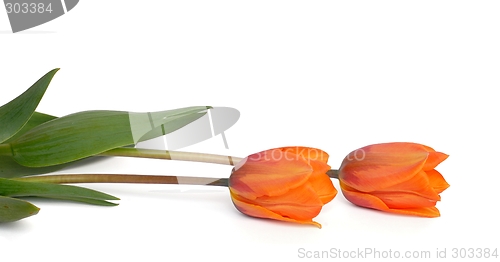 Image of Tulips