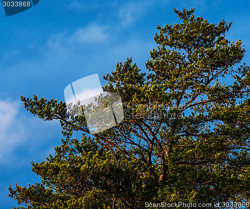 Image of Gnarly Pine Tree