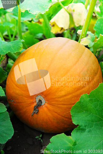 Image of Pumpkin