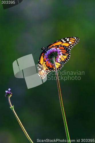 Image of Monarch butterfly