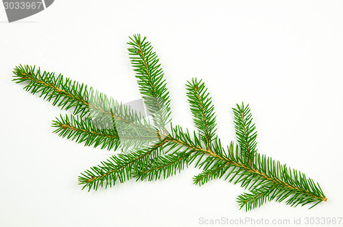 Image of Spruce twig at white