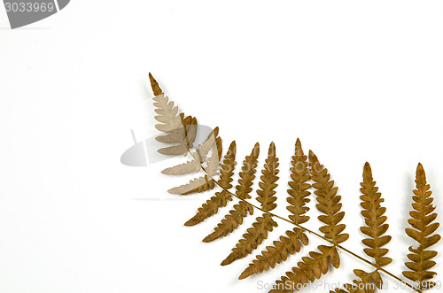 Image of Dried fern detail on white