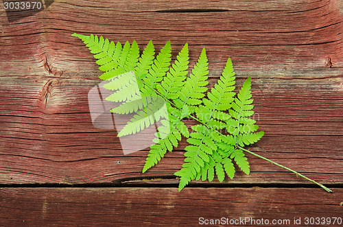 Image of Fresh green bracken twig