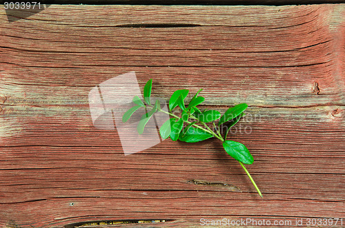 Image of Lingonberry twig