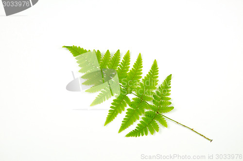 Image of Green bracken twig