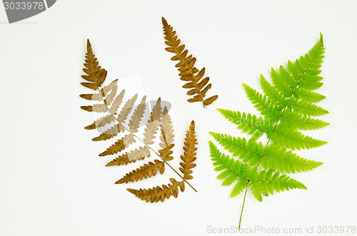 Image of Fern details on white