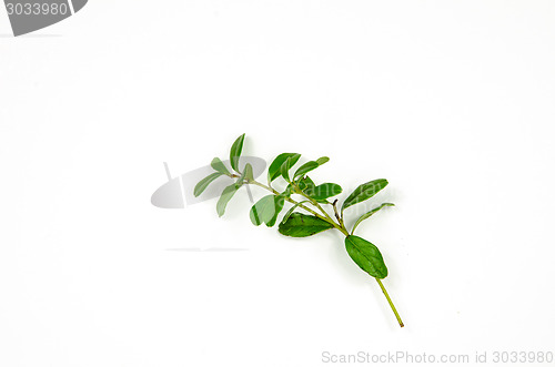 Image of Lingonberry twig decoration