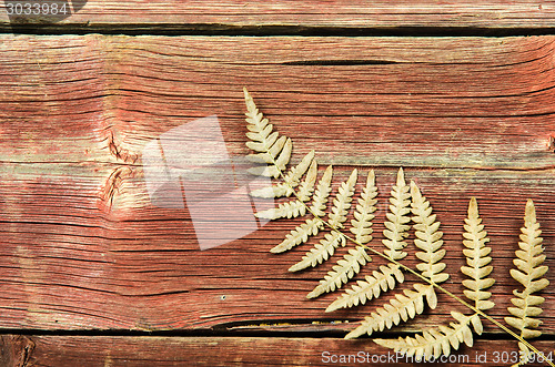 Image of Dried fern detail