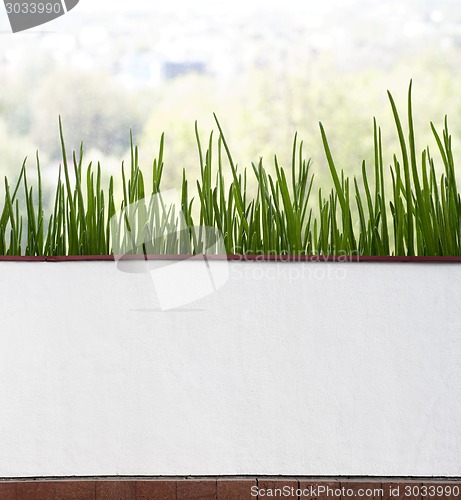 Image of Fresh chives in pot near the window