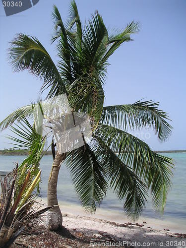 Image of palmtree nr.1