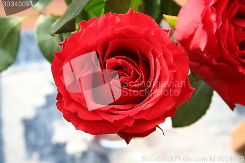 Image of Rose