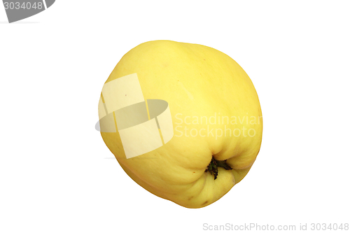 Image of yellow isolated quince