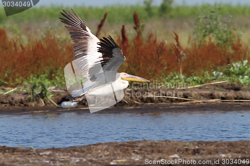 Image of great white pelican taking off