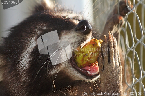 Image of raccoon eating apple