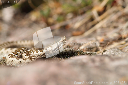 Image of european horned viper