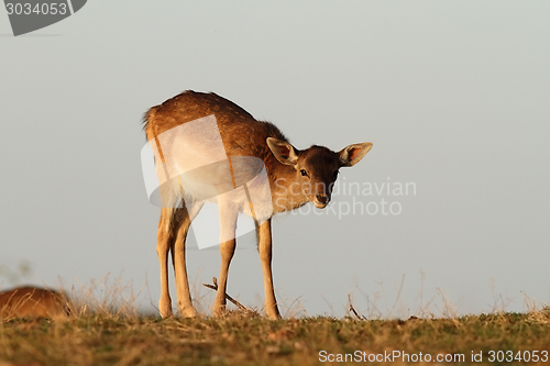 Image of fallow deer calf looking at camera