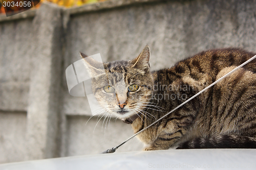 Image of cat on the car