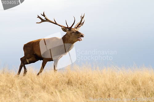 Image of red deer running in autumn