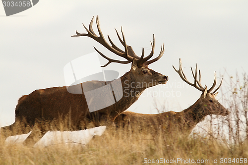 Image of running deers