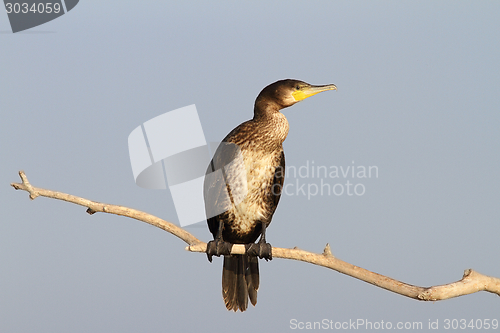 Image of great cormorant on branch