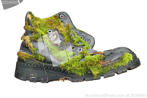 Image of old shoe overgrown with moss