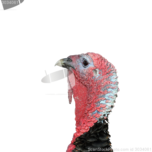 Image of isolated male turkey head