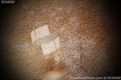 Image of dark fallow deer fur