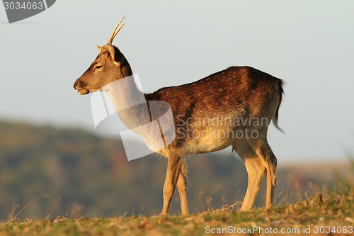 Image of young fallow deer stag in a glade