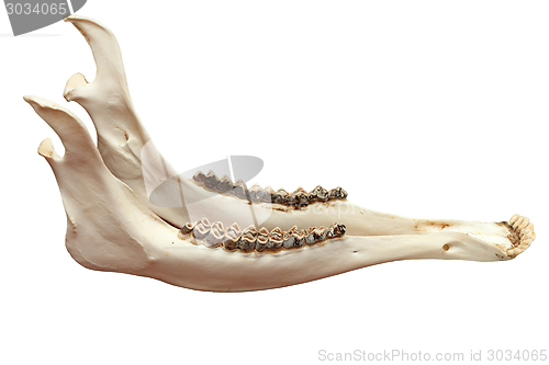 Image of cervus elaphus mandible