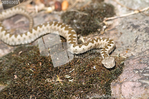 Image of young european horned viper in natural habitat